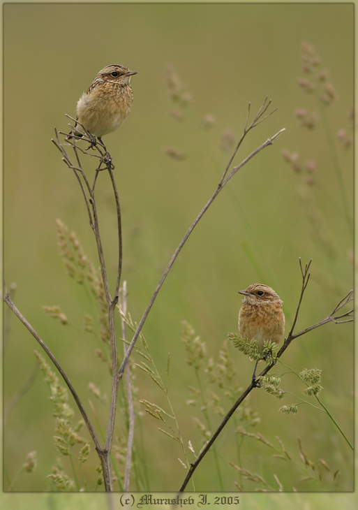 Juv. Whinchats