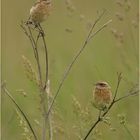 Juv. Whinchats