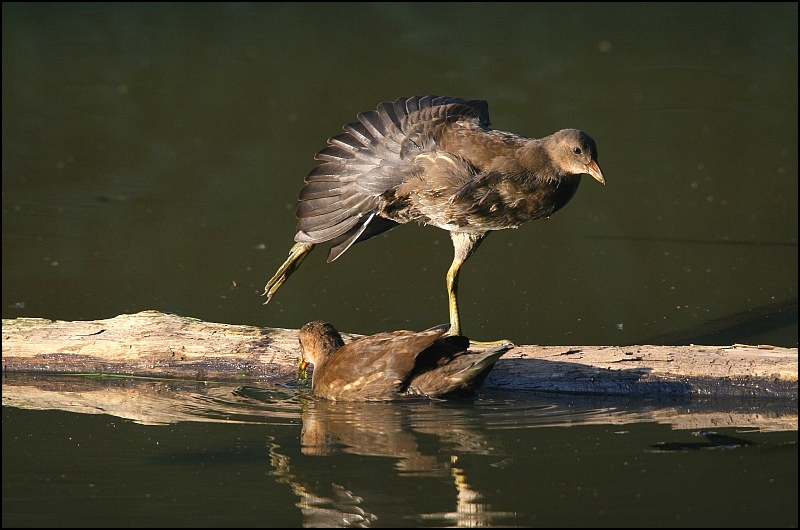 Juvénil poule d'eau