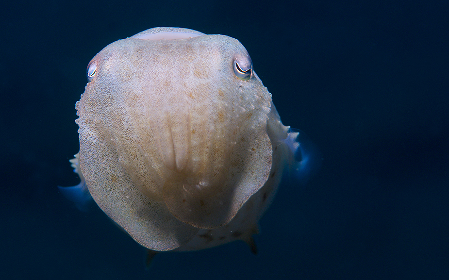 juvenila Sepia, ca 10cm