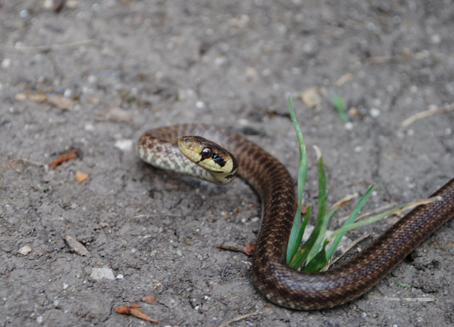 Juvenile Äskulapnatter