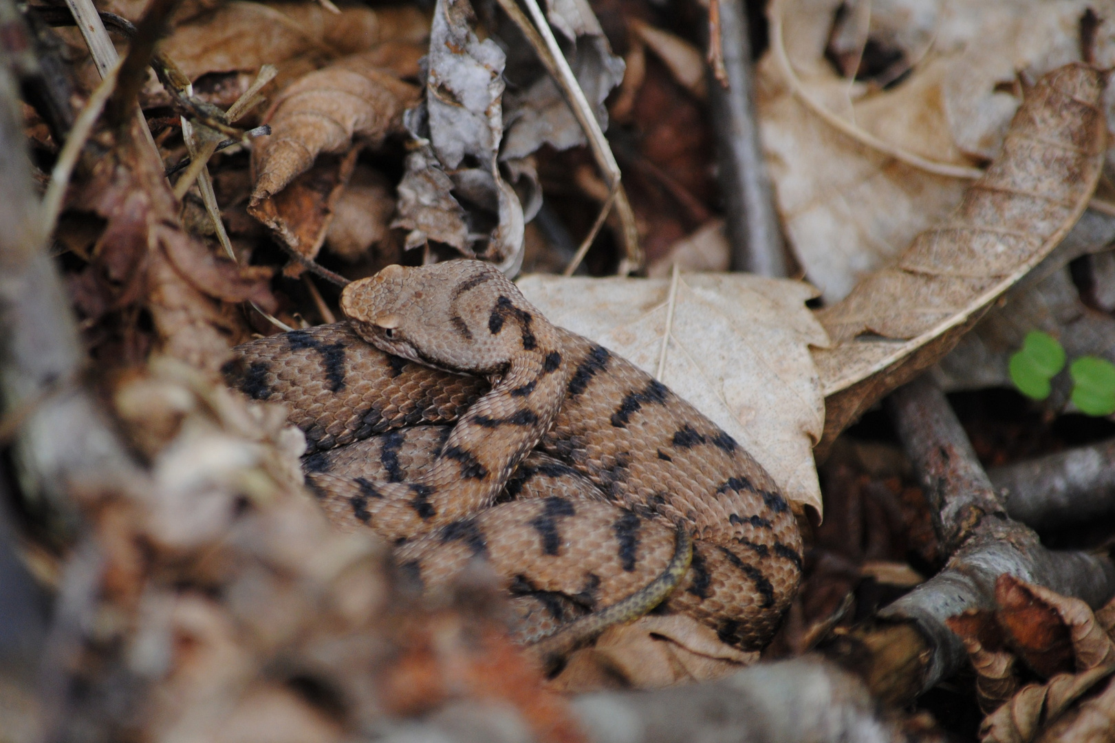 Juvenile Aspisviper