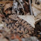 Juvenile Aspisviper