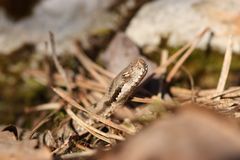 Juvenile Aspisviper ( Vipera a.aspis)