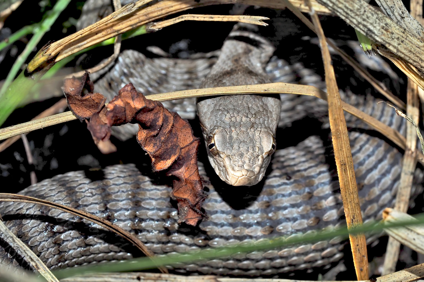 Juvenile Aspisviper (Vipera aspis) - Une vipère aspic juvénile.