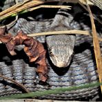 Juvenile Aspisviper (Vipera aspis) - Une vipère aspic juvénile.