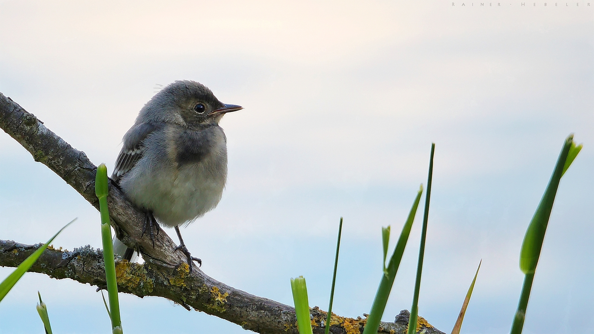 juvenile Bachstelze