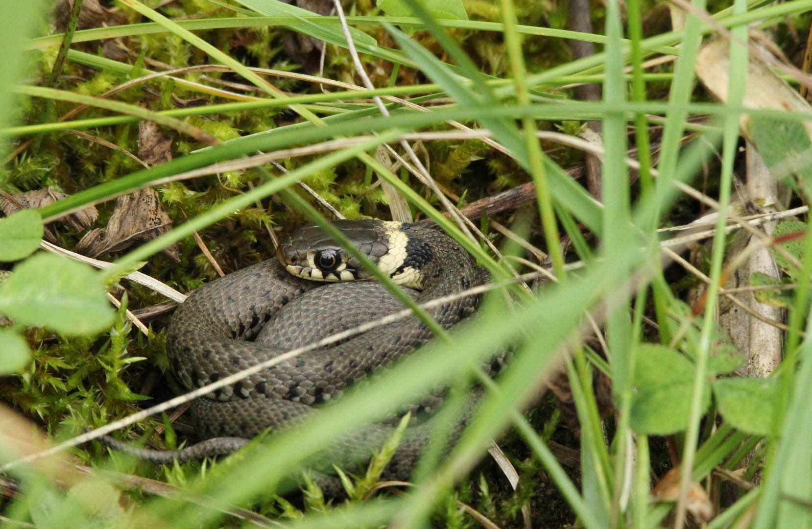 Juvenile Barrenringelnatter