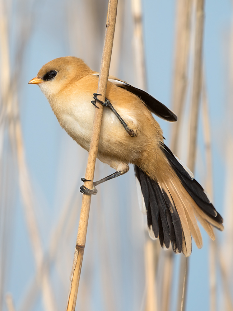 Juvenile Bartmeise