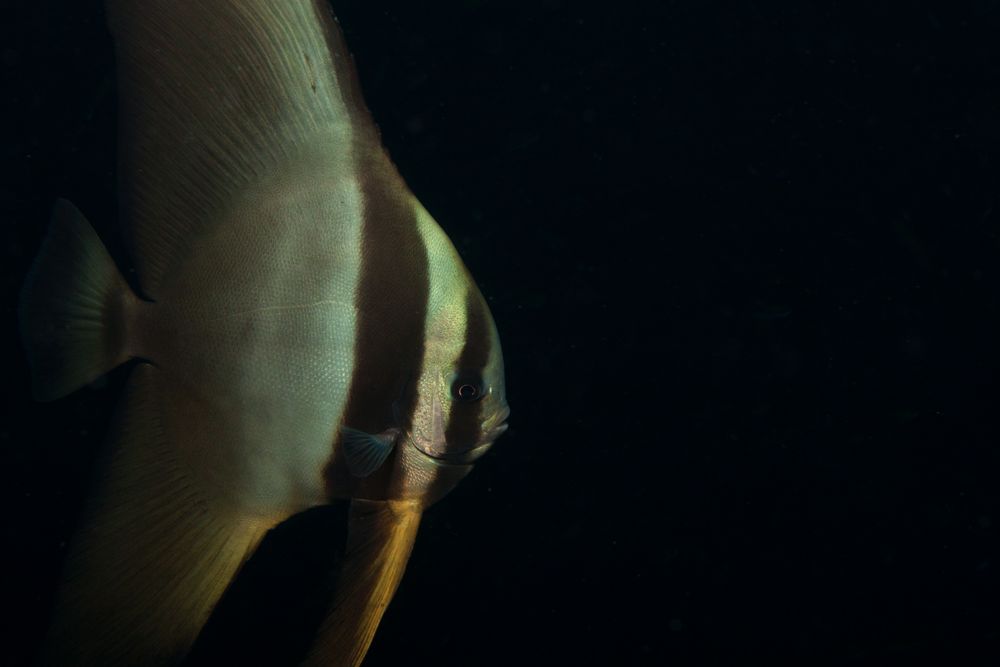 Juvenile Batfish