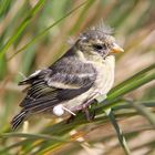 Juvenile Black-chinned Siskin