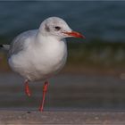 Juvenile black headed gull