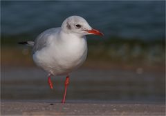 Juvenile black headed gull