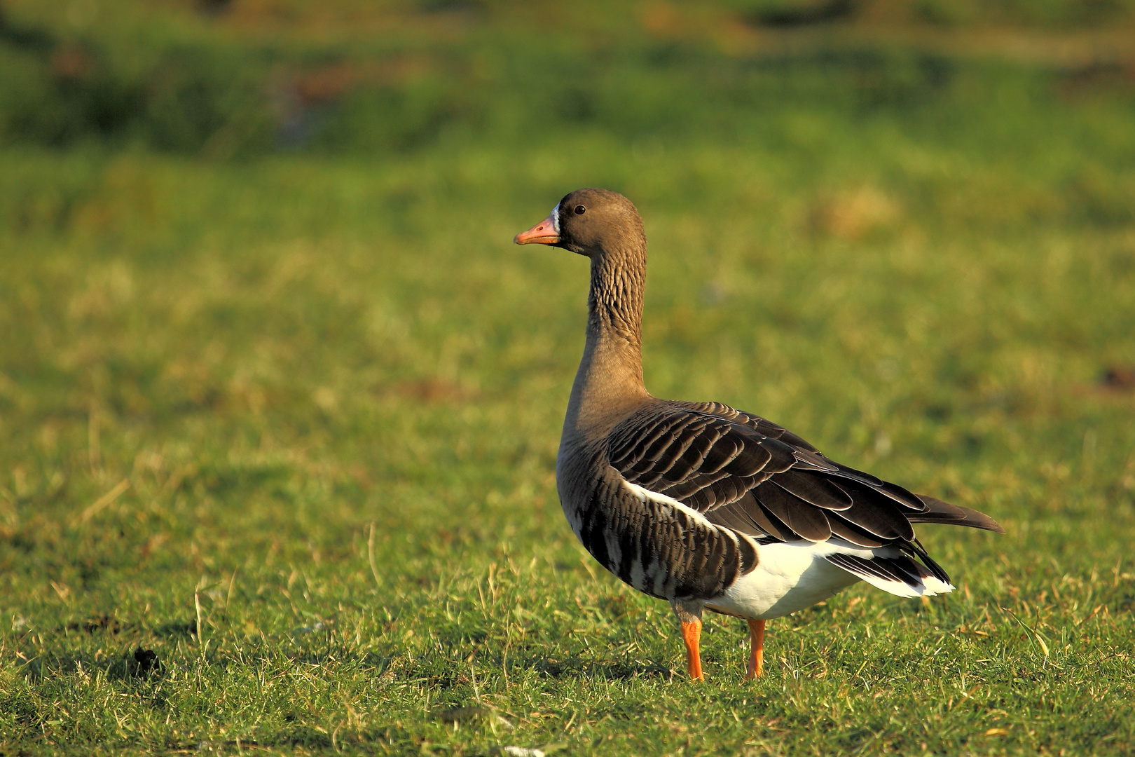 Juvenile Blässgans