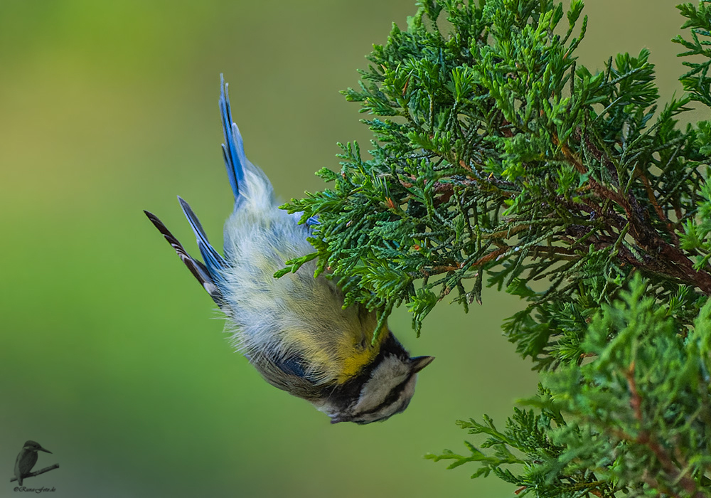 juvenile Blaumeise