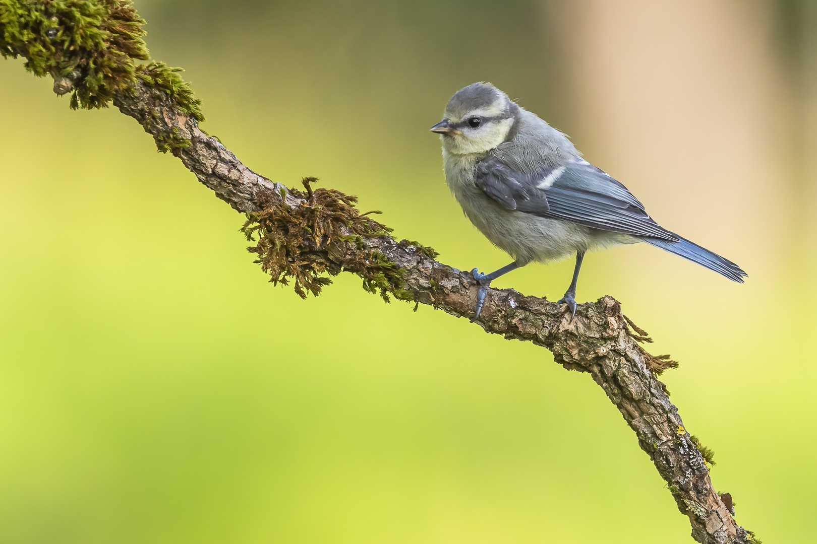 Juvenile Blaumeise