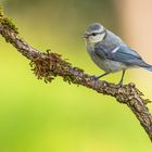 Juvenile Blaumeise