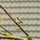 Juvenile Blue-tit (parus Caeruleus)