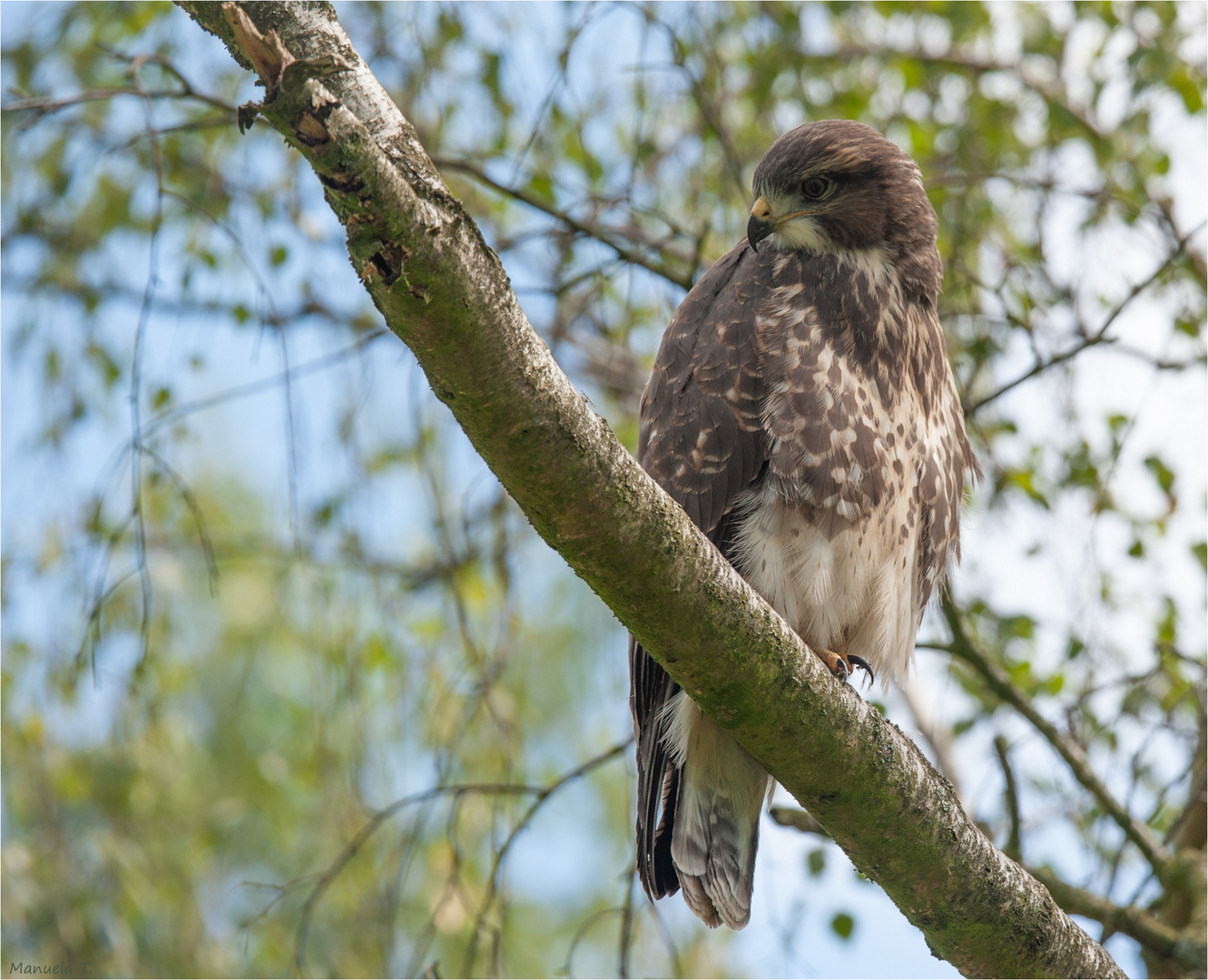 Juvenile buzzard