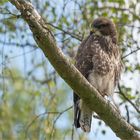 Juvenile buzzard