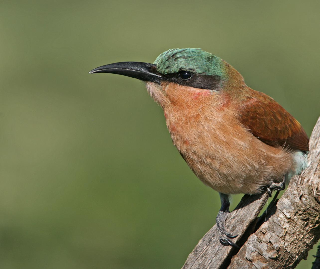 Juvenile carmine bee eater