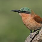 Juvenile carmine bee eater