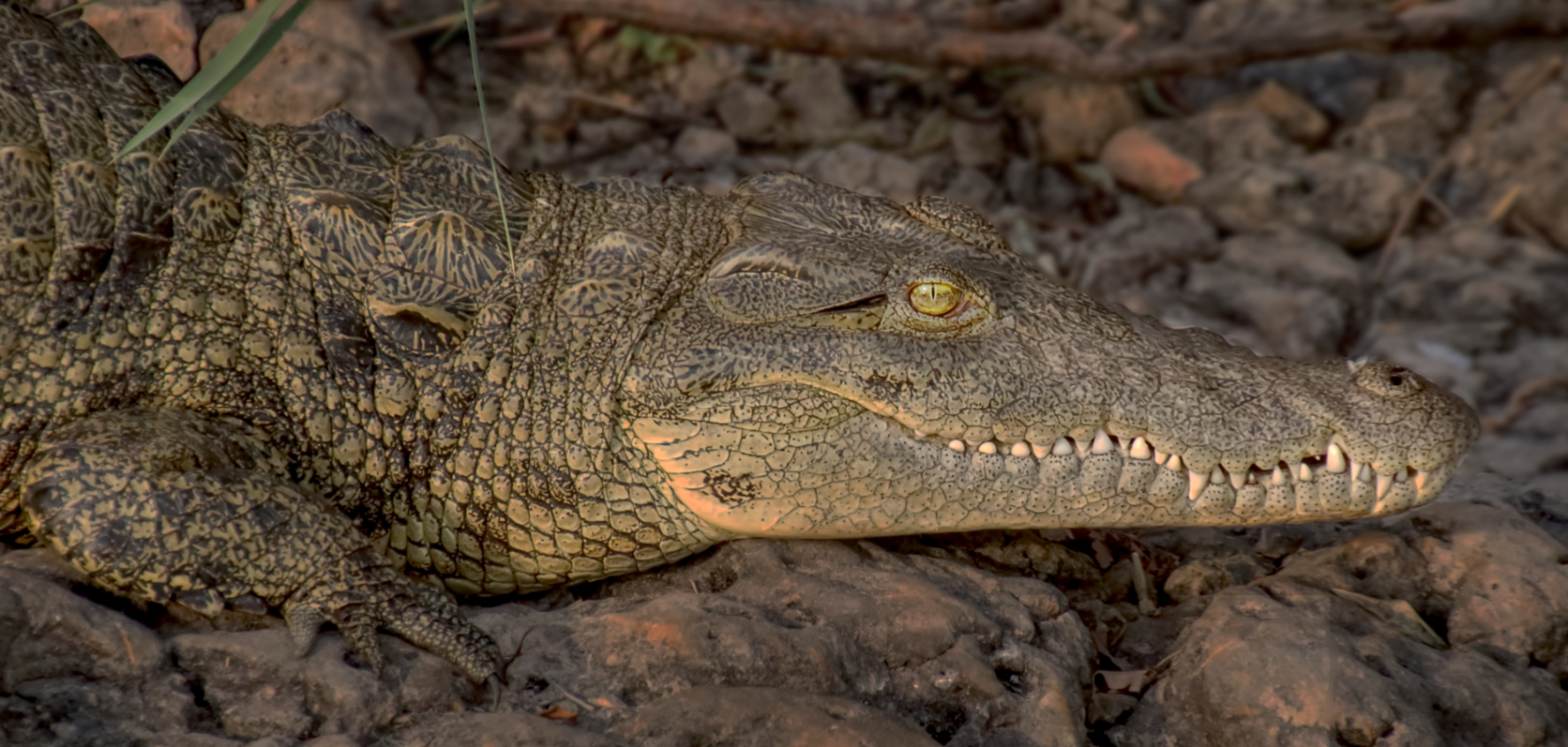 Juvenile crocodile