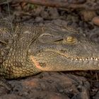 Juvenile crocodile