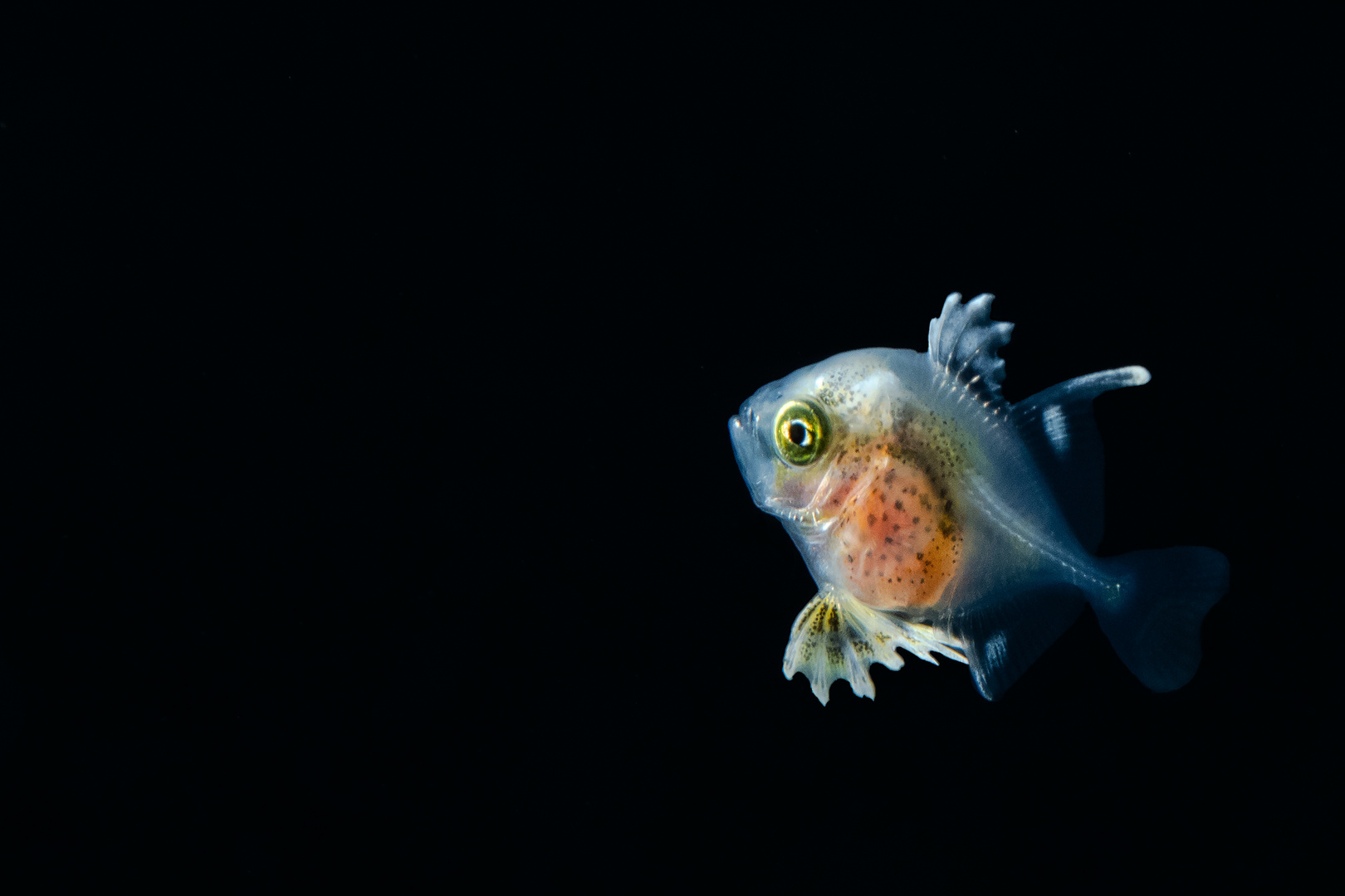 Juvenile Driftfish