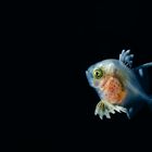Juvenile Driftfish