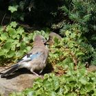 Juvenile Eurasian Jay  -  Garrulus glandarius