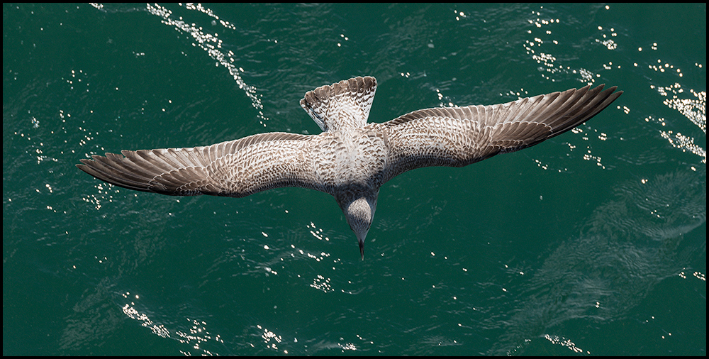 Juvenile European Herring Gull