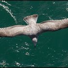 Juvenile European Herring Gull