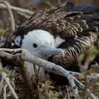 Juvenile Frigatebird