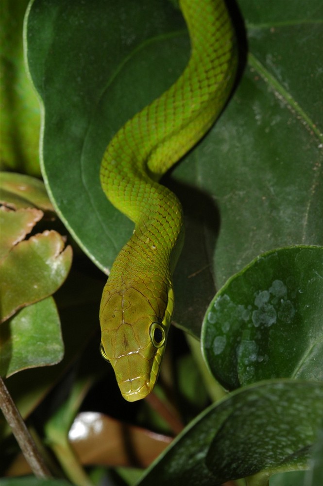 juvenile Gonyosoma oxycephalum