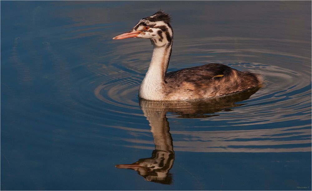 Juvenile great crested grebe