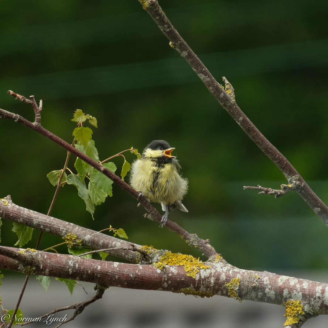 Juvenile Great-tit (parus major)