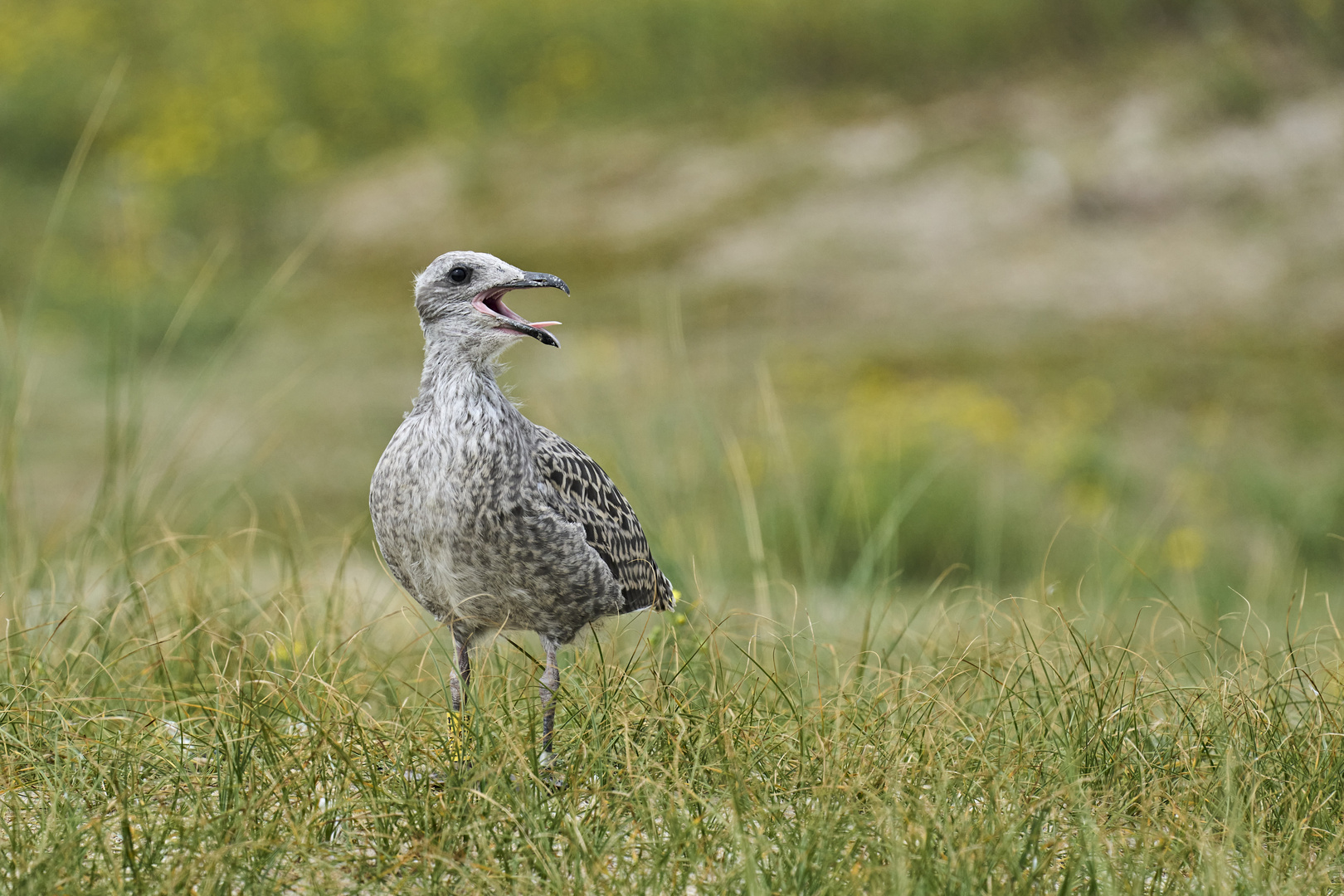 ...juvenile Heringsmöwe