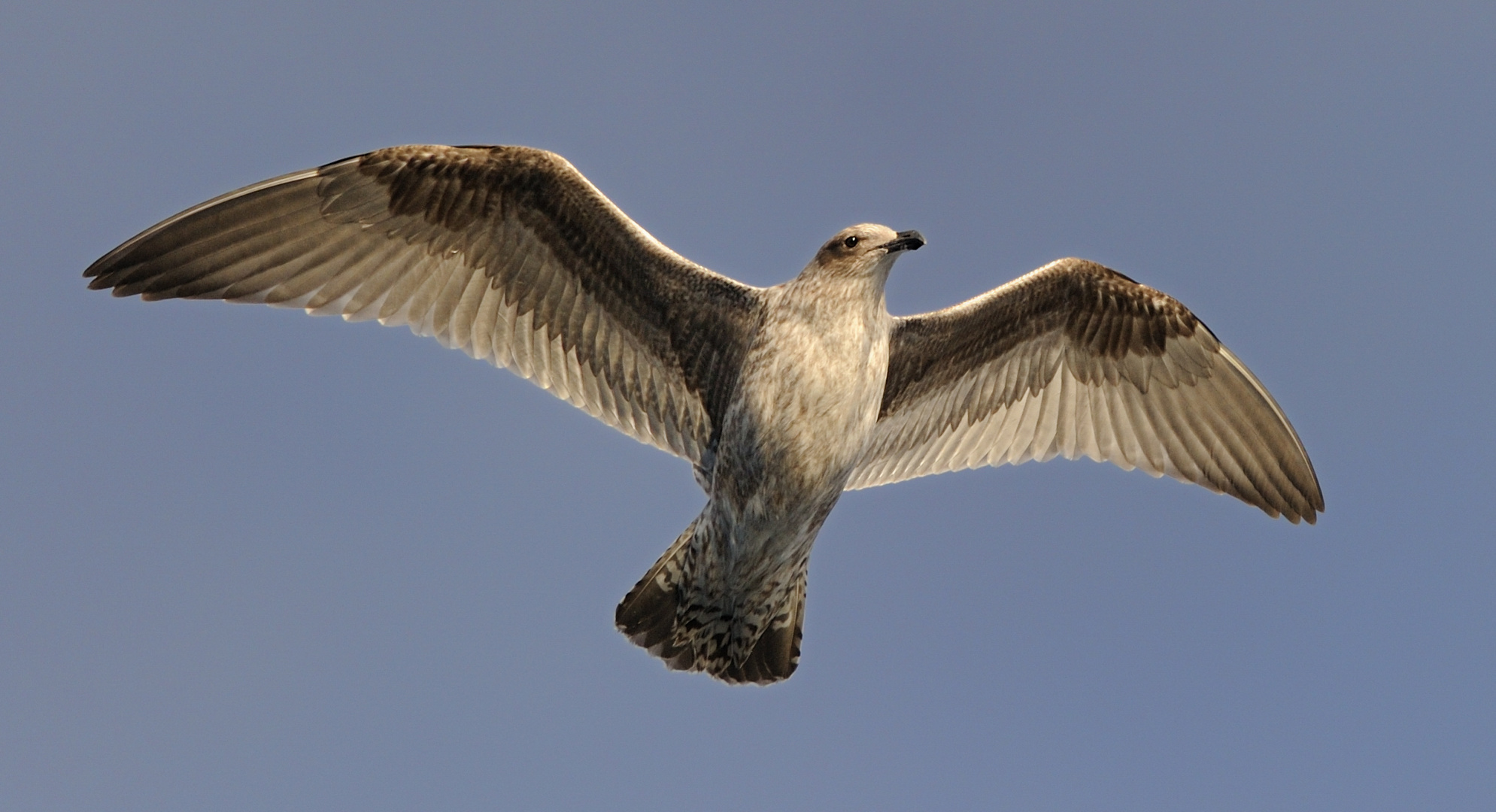 Juvenile Kelp Gull