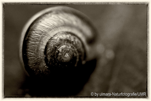 Juvenile land snail from Saxony