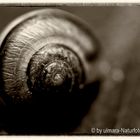 Juvenile land snail from Saxony