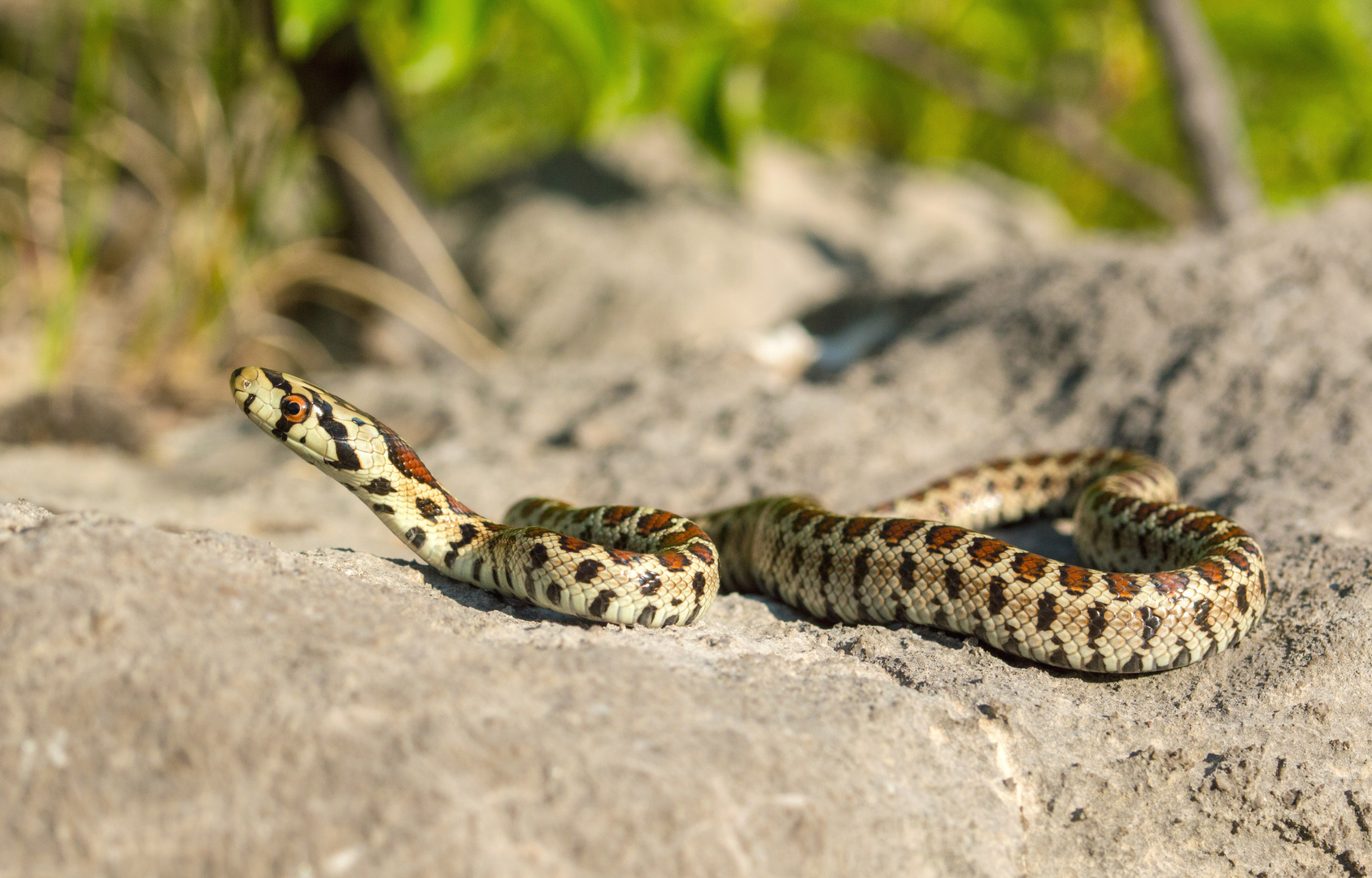 Juvenile Leopardnatter