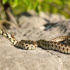 Juvenile Leopardnatter