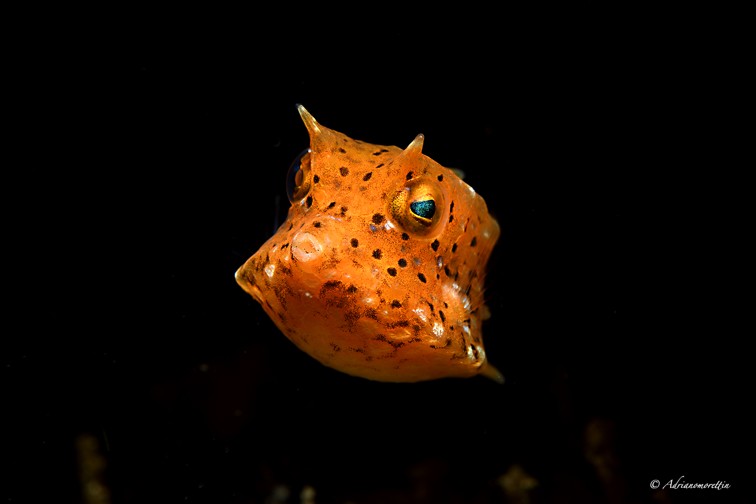 Juvenile longhorn cowfish - Lactoria cornuta