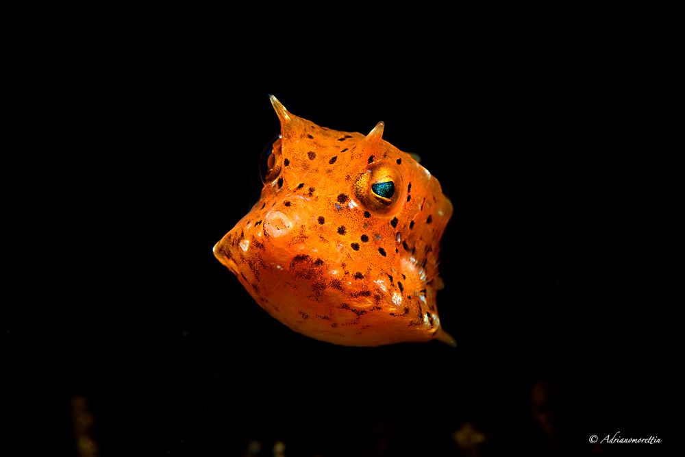 Juvenile longhorn cowfish - Lactoria cornuta