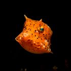 Juvenile longhorn cowfish - Lactoria cornuta