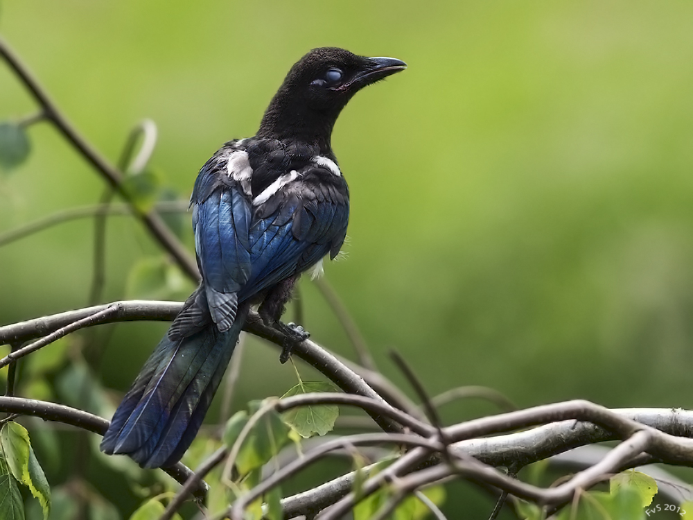 Juvenile Magpie