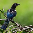 Juvenile Magpie