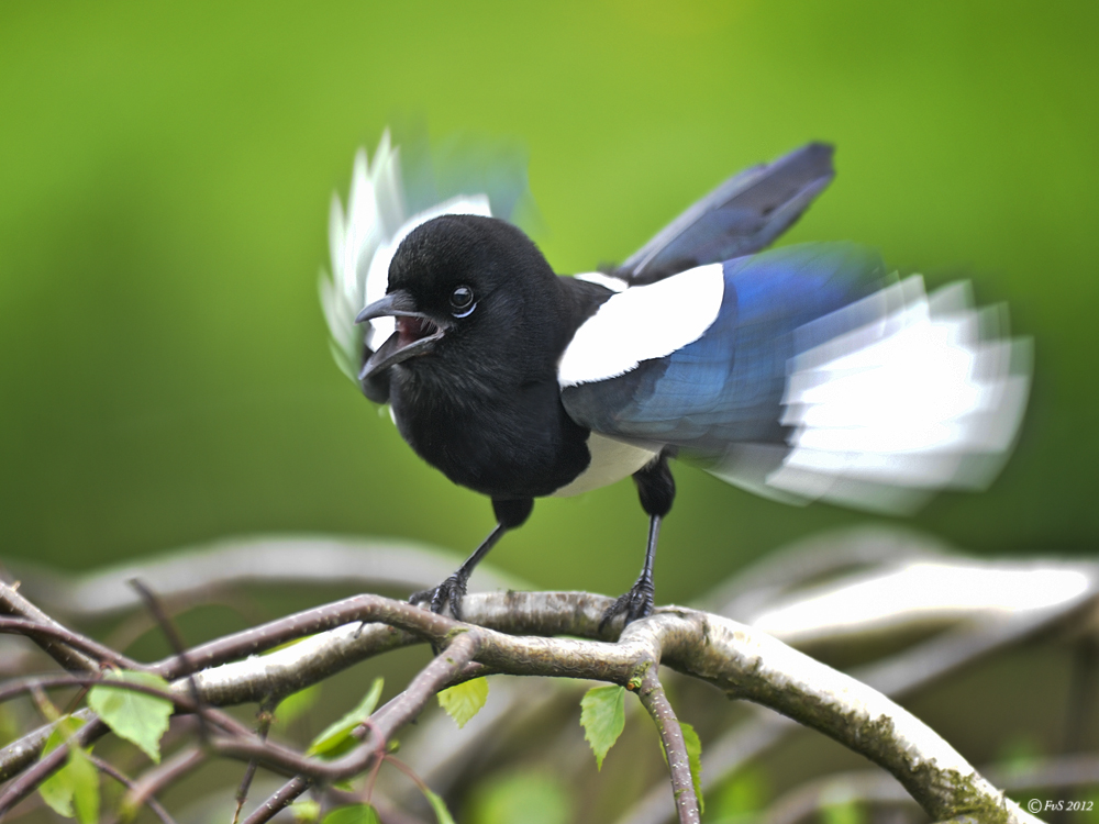 Juvenile Magpie