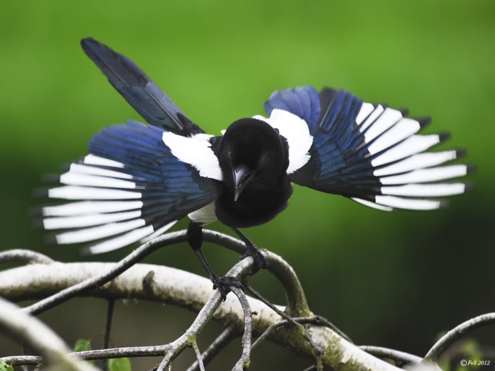 Juvenile Magpie II